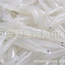 大量低价供应优质银鱼