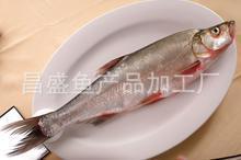 大量供应野生河鱼