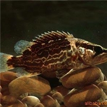 【惊爆价】野生桂鱼底价供应