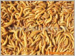 供应黄粉虫鲜虫．干品．干粉(图)