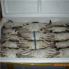 供应速冻肥蟹