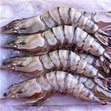 优质越南大明虾1-2