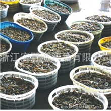 对虾南美白对虾明虾海水虾咸水虾活虾冻虾海鲜