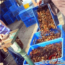 水产养殖、小龙虾(图)湖北小龙虾养殖基地