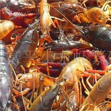 供应小龙虾苗小龙虾养殖水特产龙虾