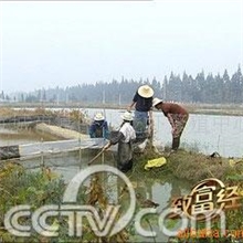 小龙虾量大从优