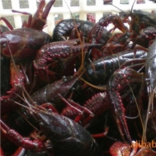 水产虾类（图）、水产养殖、虾类、水产批发