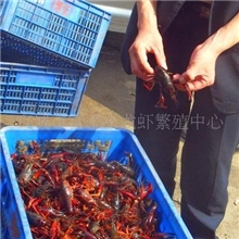 水产养殖项目龙虾养殖水特产养殖