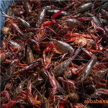 《高产小龙虾杂交品种》、虾种、虾苗、小龙虾种苗基地