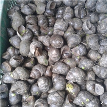 大量供应优质清水田螺