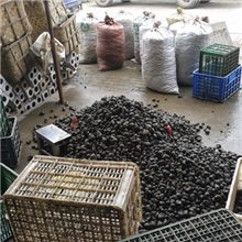 大量供应清水石螺、螺蛳