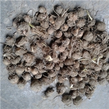 大量供应三叶半夏种子