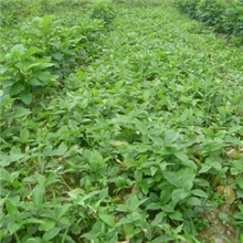 供应荆半夏、三叶半夏种子
