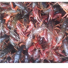 大量湖北肉质饱满小龙虾、青虾、红虾供应