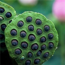 大量供应当季洪湖地区太空莲、湘莲