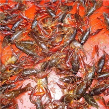 大量供应清水小龙虾、青虾、红虾