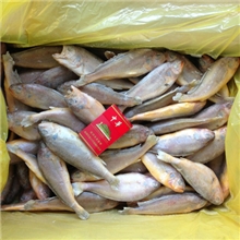 单冻小黄鱼，小梅鱼，小黄花鱼