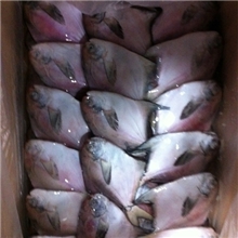 板冻黑鲳鱼（乌鲳）