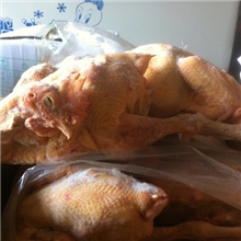 供应冷冻三黄鸡白条鸡