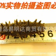 批发供应淡干海参野生海参顶级辽参刺参干货海参批发