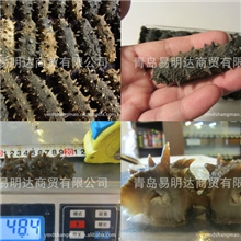 批发供应优质淡干海参，酒店，送礼,理想的选择