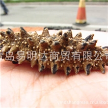 野生海参批发淡干海参批发无糖海参批发厂家直销