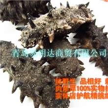 易明达野生海参批发怎样挑选海参海参进补需要注意哪些事项