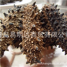 干海参批发优质干海参野生海参