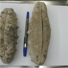 全国一手进口海参批发大头非洲猪婆参汤加猪婆参斐济猪婆参