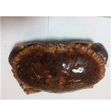 直销面包蟹黄金蟹海鲜批发冷冻海鲜批发