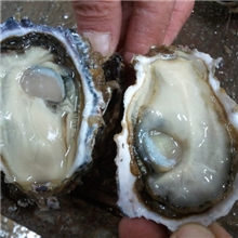 速冻半壳新真蚝