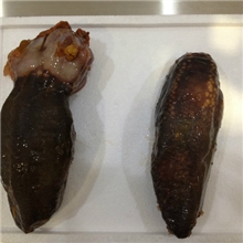 401-大西洋海参AtlanticSeaCucumber