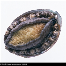 302-澳洲野生鲍鱼