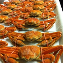203-大西洋雪蟹AtlanticSnowCrab
