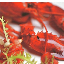 201-大西洋龙虾AtlanticLobster