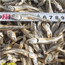 批发小海燕鱼干特级海蜒鱼小燕鱼出口级3-4号小鱼干20斤每箱