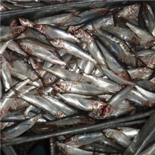 大量供应鰛鱼,温鱼,沙丁鱼！