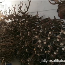 厂家批发真皮整体鹿标本,鹿头标本，狼，虎等动物标本，价格最优