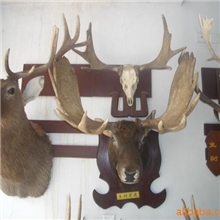 批发真皮真角鹿头标本，鹿标本，工艺老虎，豹，长颈鹿等动物标本