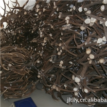 厂家批发天然真鹿皮，天然真鹿角整体鹿标本,鹿头标本，鹿角雕刻