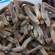 厂家大量批发优等干鲜梅花鹿茸，药厂投料茸，鹿茸粉，鹿茸片