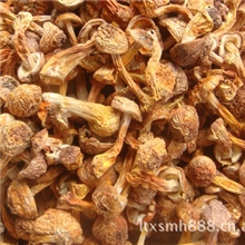 特姬松茸有大货，欢迎广大客户朋友们前来定购！