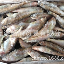 雷鱼/日本海特产雷鱼/鱩鱼/满籽/代替多春鱼/美味雷鱼