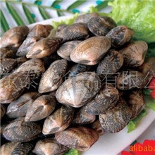 供应蛤蜊--冷冻海鲜水产品冷冻粗加工水产品冷冻冷水产品批