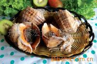 供应海螺--进口水产品冷冻粗加工水产品东港水产海螺头冻水产