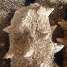 青岛厂家直销淡干海参酒店海参批发海鲜干货野生海参