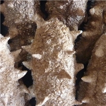 供应青岛海参冻干鲍鱼冻干海参野生海参淡干海参