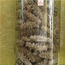 青岛厂家供应淡干刺参冻干鲍鱼野生海参野生鲍鱼欢迎订购