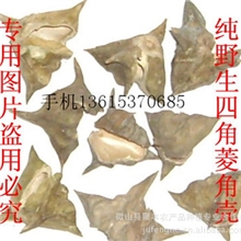 供应纯天然抗癌四角菱角壳菱角蒂野菱角菱角壳