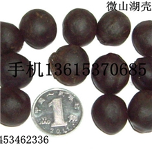 供应高产杂交芡实种子鸡头米种子